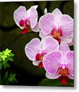 Orchids And Ivy Metal Print