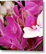 Orchids Ii Metal Print