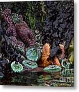 Oregon Tide Pool Metal Print