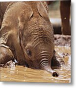 Orphan Isholta Playing In Mud Bath Metal Print