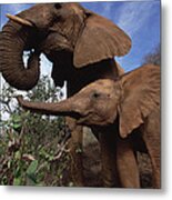 Orphan Natumi Greets Malaika Tsavo Kenya Metal Print