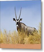 Oryx Namibia Metal Print