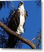 Osprey 106 Metal Print