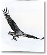 Osprey In Flight Metal Print