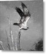 Osprey On The Hunt Metal Print