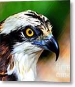 Osprey Portrait Metal Print