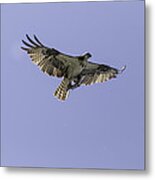 Osprey With Catch Metal Print