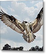 Osprey With Fish In Talons Metal Print