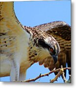 Osprey Youth Metal Print