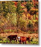 Cow Complaining About Much Metal Print