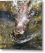 Otter In Florida Metal Print