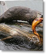 Otter With Trout Metal Print