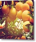 Our Plum Tree Is Loaded This Year...any Metal Print