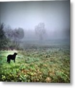 Our Pup Enjoying A Foggy Morning Walk Metal Print