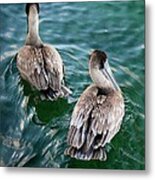 Out For A Swim Metal Print