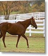 Out In The Sutumn Pasture Metal Print