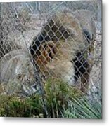 Out Of Africa Lions 4 Metal Print