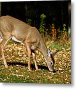 Whitetail Out Of The Woods Metal Print