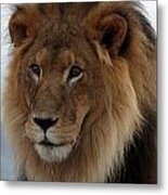 Out Ofafrica  Lion 4 Metal Print