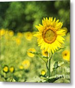 Outstanding In Her Field Metal Print