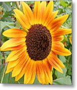 Outstanding In His Sunflower Garden Metal Print