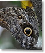 Owl Butterfly Metal Print