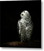 Owl Metal Print