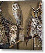 Owls - Show-case Collection - Chouettes - Hiboux - Lechuzas - Mochos - Strigiformes Strigidae Metal Print