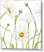 Ox Eye Daisies Metal Print