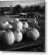 Oxford Pumpkins Bw Metal Print