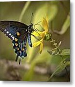 Ozark Spicebush Swallowtail On Sunflower Metal Print