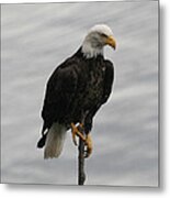 Pacific Northwest Eagle Iii Metal Print