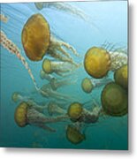 Pacific Sea Nettles Monterey Bay Metal Print