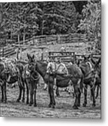 Pack Mules Metal Print