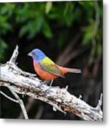 Painted Bunting Metal Print