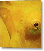 Painted Frogfish Face Metal Print