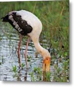 Painted Stork Feeding Metal Print