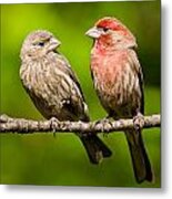 Pair Of House Finches In A Tree Metal Print