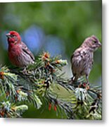 Pair Of Purple Finches Metal Print