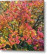 Pallette Of Fall Colors Metal Print