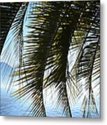 Palm Leaves Metal Print