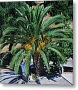 Palm Tree Metal Print