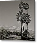 Palm Trees In The Desert Metal Print