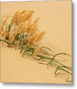 Pampas Grass In Sand Dune Metal Print