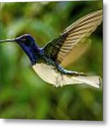 Panama Hummingbird Metal Print