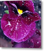 Pansy In The Dew Metal Print