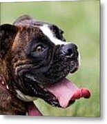 Panting Puppy Metal Print