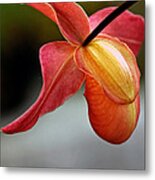 Paphiopedilum Orchid - Slipper Orchid Metal Print