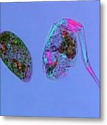 Paramecium And Rotifer Metal Print