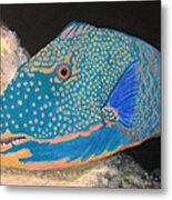 Parrot Fish Metal Print